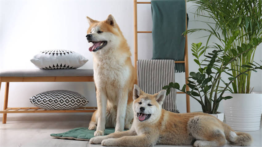 图片 拉布拉多犬能不能吃黄瓜？权威喂养指南与安全食用全（附专业兽医建议）2.jpg