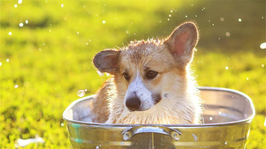 图片 拉布拉多犬能吃肉吗？科学喂养指南与营养建议全.jpg
