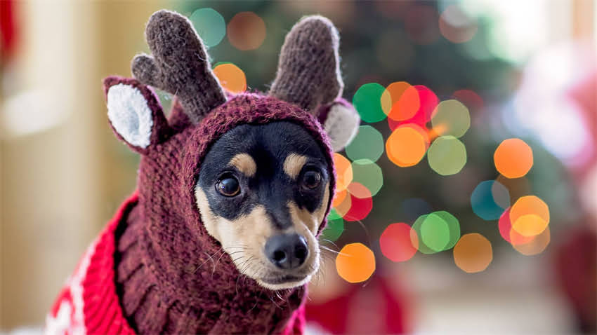 图片 拉布拉多犬能吃肉吗？科学喂养指南与营养建议全1.jpg