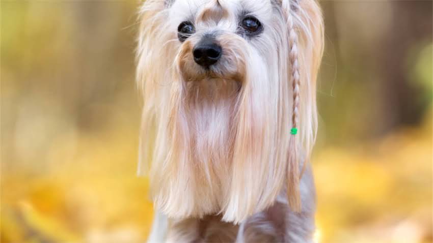 图片 拉布拉多犬能吃肉吗？科学喂养指南与营养建议全2.jpg