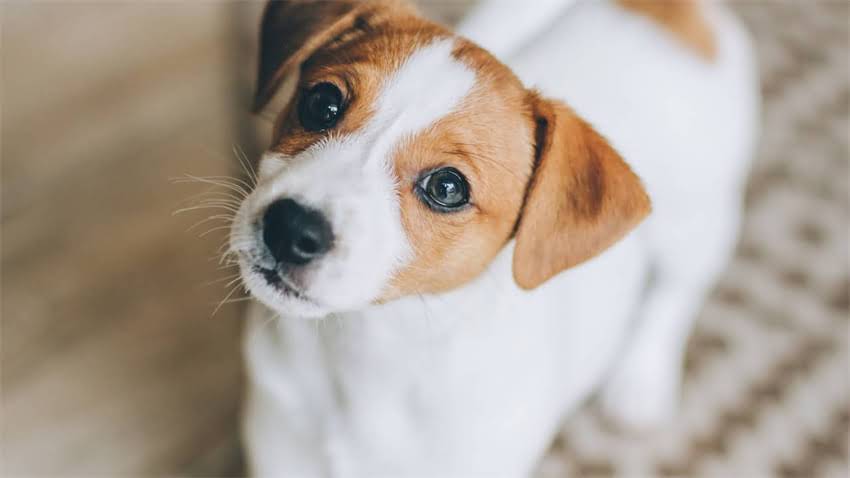 图片 拉布拉多犬腹泻拉血怎么办？症状、原因及专业治疗指南1.jpg