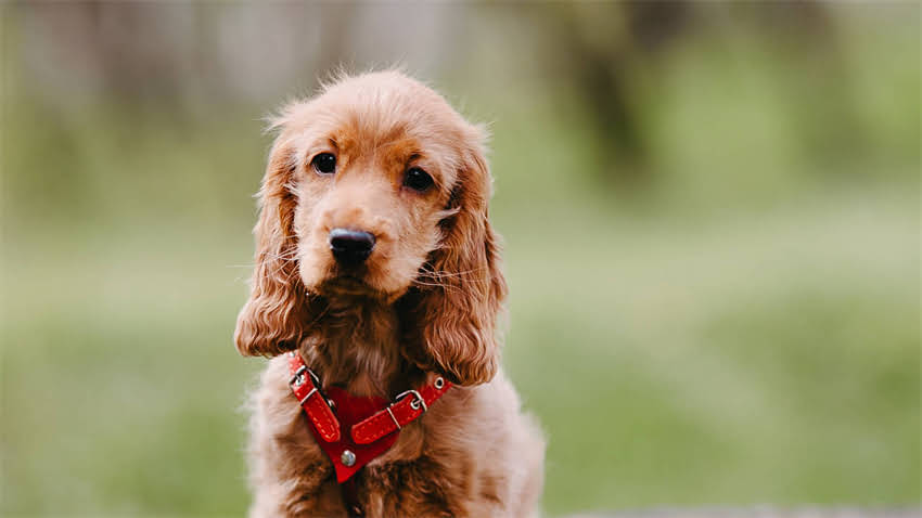 图片 拉布拉多犬身上有腥味？5大原因及专业解决方法，养宠人必看！.jpg