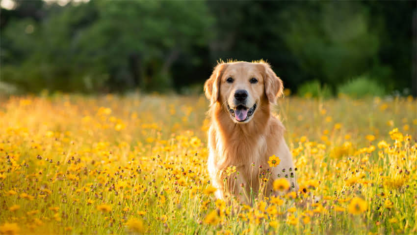图片 拉布拉多犬身上有腥味？5大原因及专业解决方法，养宠人必看！1.jpg