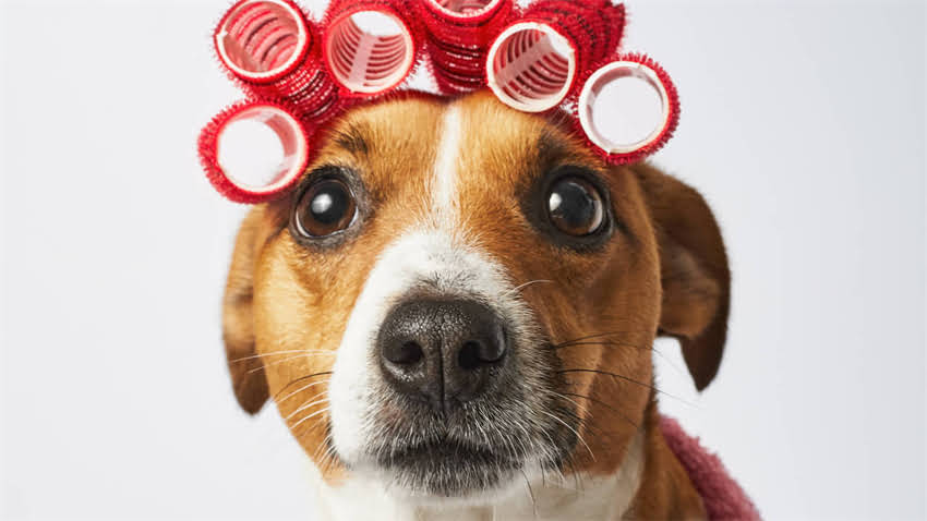 图片 拉布拉多犬身上有腥味？5大原因及专业解决方法，养宠人必看！2.jpg