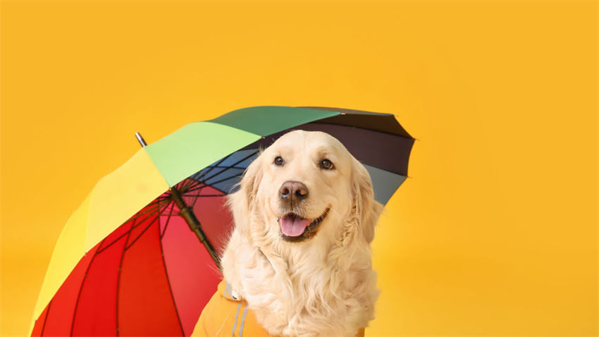 图片 拉布拉多犬随地排泄的三大核心原因及应对策略1.jpg