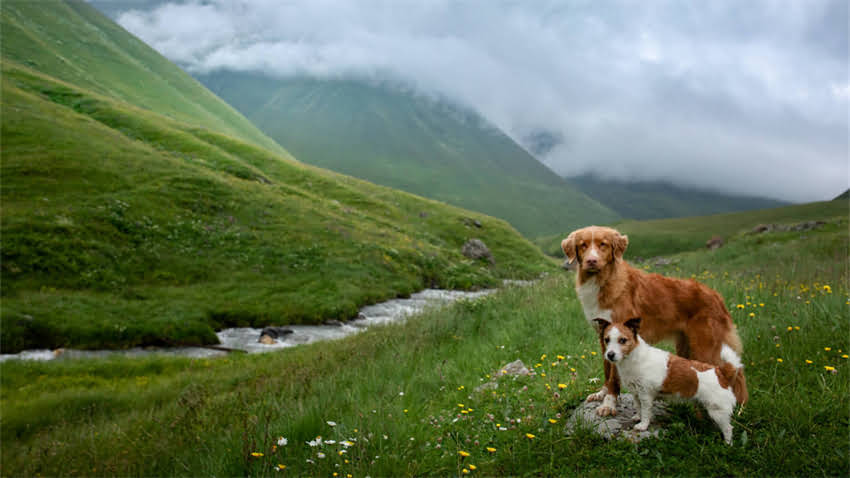 图片 拉布拉多犬随地排泄的三大核心原因及应对策略2.jpg