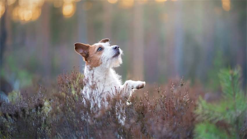 图片 拉布拉多犬频繁掉毛的7大原因及科学护理指南：养宠必看全攻略2.jpg