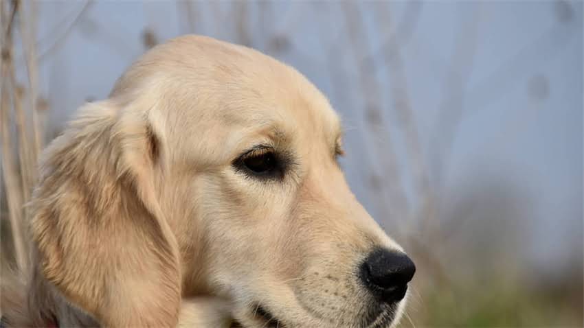 图片 拉布拉多犬颜色全：不同毛色品种的优缺点与饲养指南（附选犬建议）2.jpg