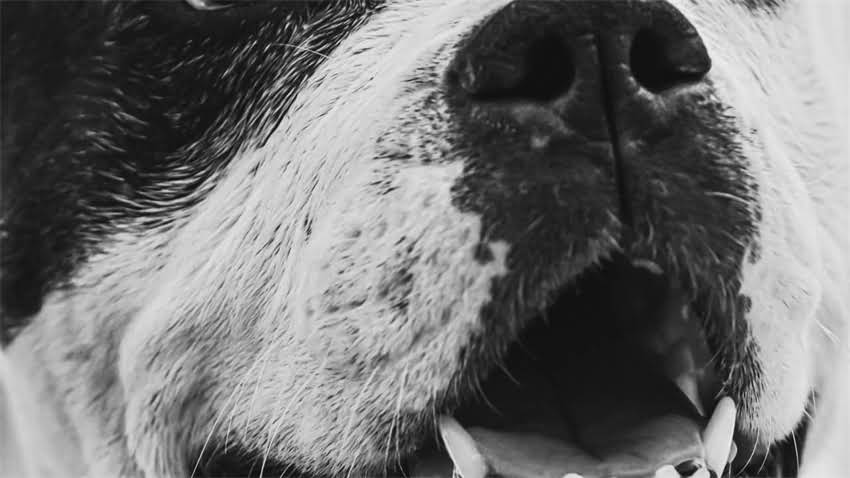 图片 拉布拉多犬颜色全：黑色vs黄色，哪个更合适？2.jpg