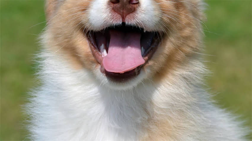 图片 拉布拉多犬骨量是什么？科学评估与饲养指南（附诊断方法）1.jpg