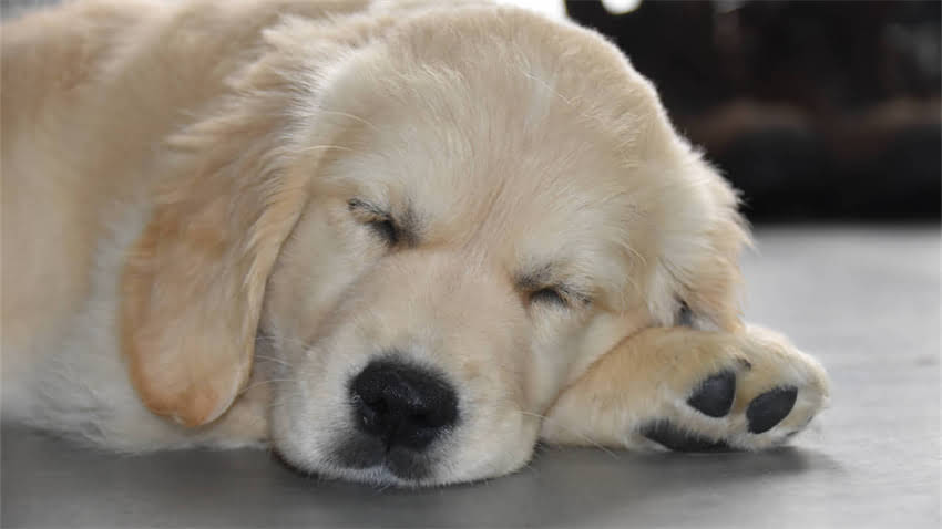 图片 拉布拉多猎犬训练全攻略：5大核心技巧+30天训练计划（附常见问题解答）1.jpg