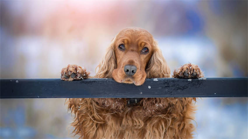 图片 拉布拉多猎犬训练全攻略：5大核心技巧+30天训练计划（附常见问题解答）2.jpg