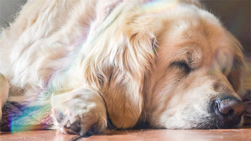 图片 拉布拉多疫苗时间表：多久打一次？详细指南与注意事项1.jpg