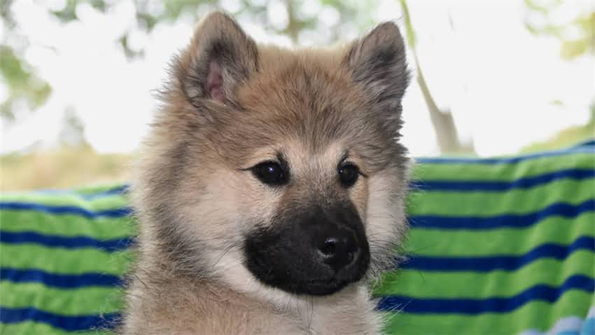 图片 拉布拉多白色粪便怎么办？专家7大常见原因及应对措施.jpg