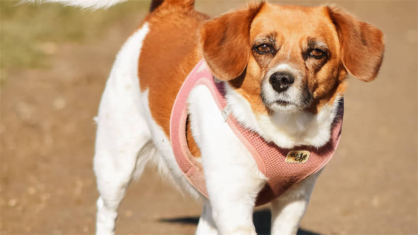 图片 拉布拉多眼睛流泪怎么办？5大原因与专业护理指南（附图解）.jpg