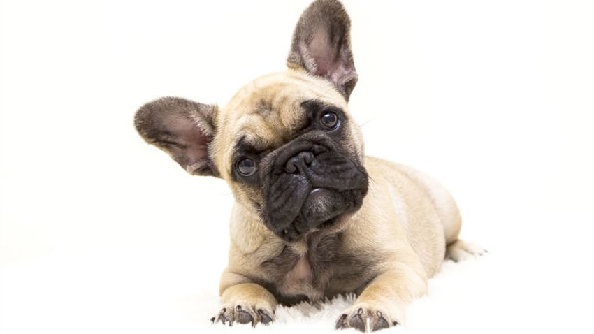 图片 拉布拉多睡觉发抖的8大原因及解决方法.jpg