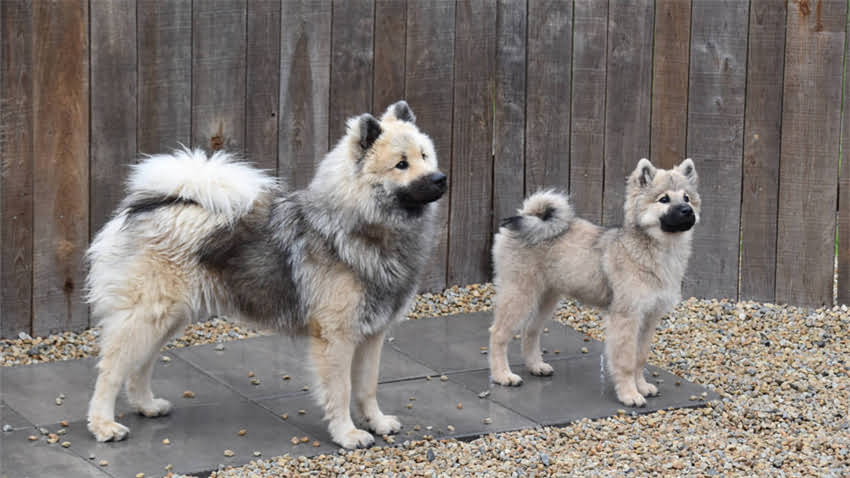 图片 拉布拉多睡觉发抖的8大原因及解决方法2.jpg