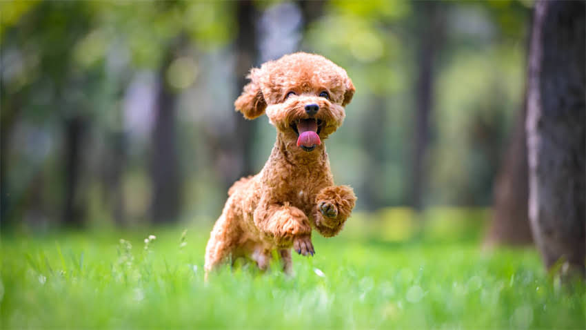 图片 拉布拉多睾丸发育时间表：科学认知犬类生理特征.jpg
