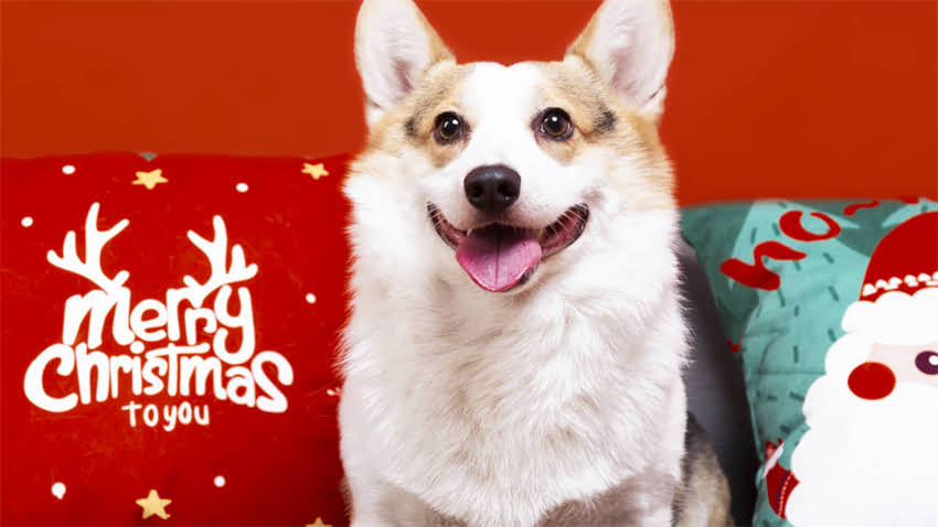 图片 拉布拉多睾丸发育时间表：科学认知犬类生理特征1.jpg
