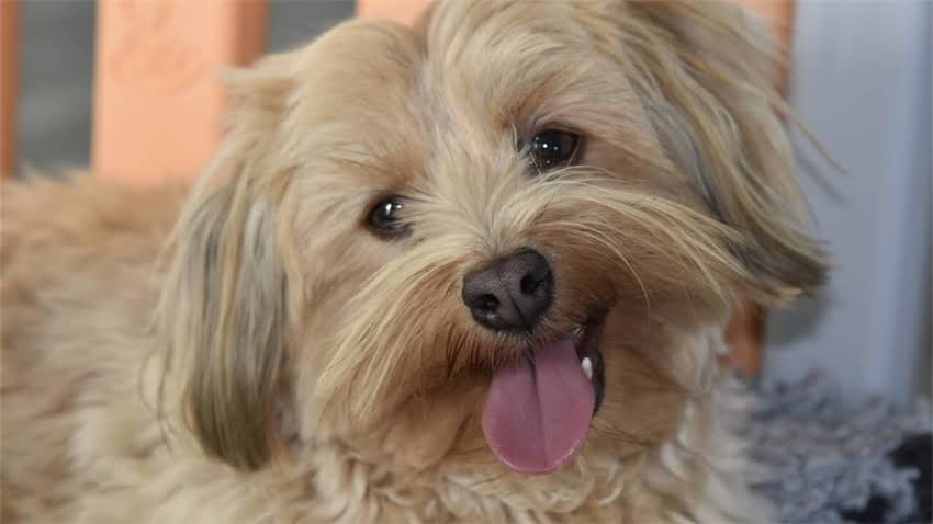 图片 拉布拉多睾丸发育时间表：科学认知犬类生理特征2.jpg