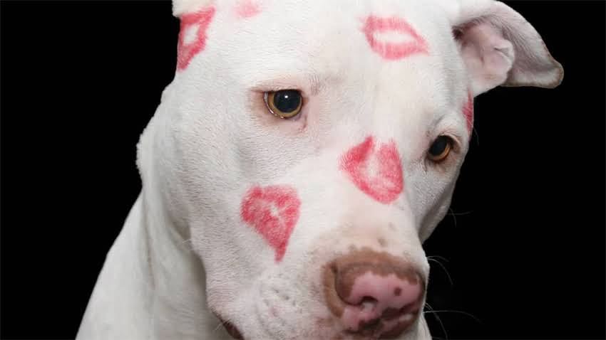 图片 拉布拉多科学减重30天计划：从饮食到运动的全攻略（附健康食谱与监测表）1.jpg