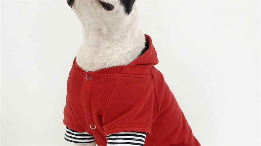 图片 拉布拉多第二次发情症状及护理指南：科学应对母犬发情期全攻略.jpg