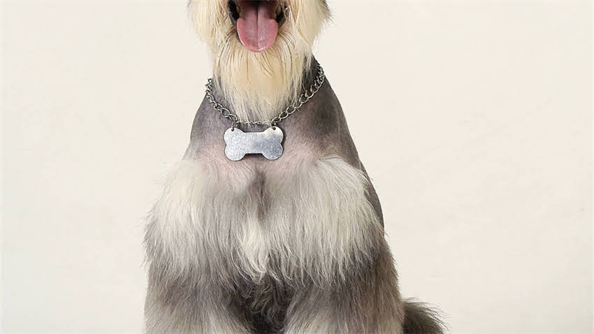 图片 拉布拉多繁殖年龄：科学配种指南与饲养注意事项全.jpg