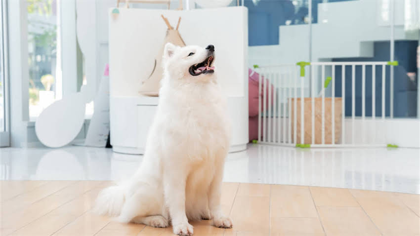 图片 拉布拉多缓慢生长怎么办？5大原因及科学改善指南.jpg