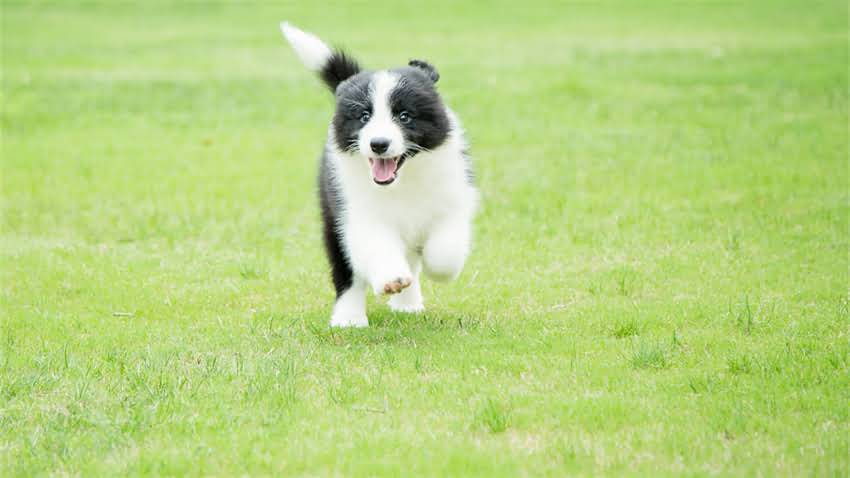 图片 拉布拉多耳朵变化全：症状、原因、护理指南及健康隐患（附图）1.jpg