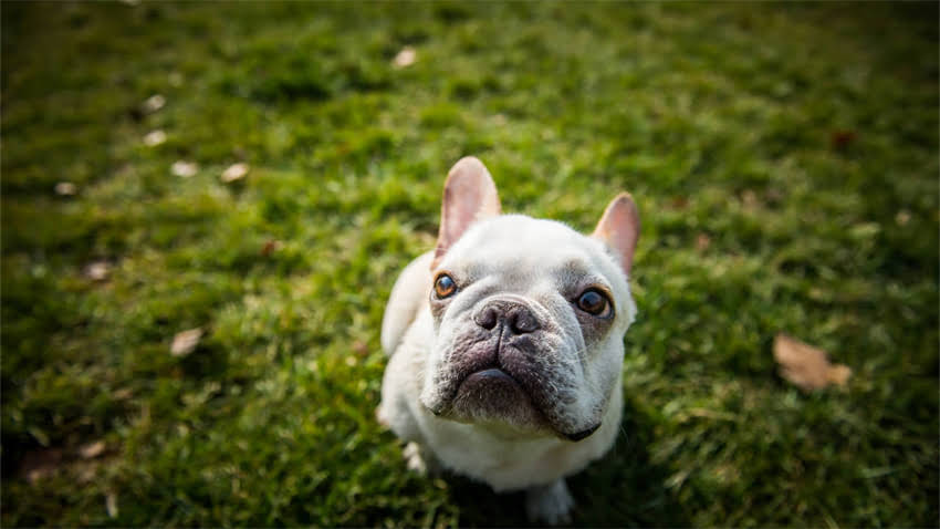 图片 拉布拉多肠胃不适怎么办？5大科学方法+饮食方案全（附紧急处理指南）.jpg