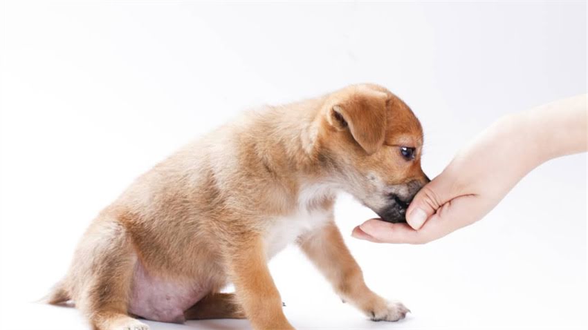 图片 拉布拉多肠胃不适怎么办？5大科学方法+饮食方案全（附紧急处理指南）1.jpg