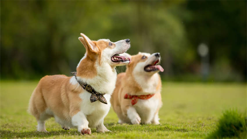 图片 拉布拉多肠胃不适怎么办？5大科学方法+饮食方案全（附紧急处理指南）2.jpg