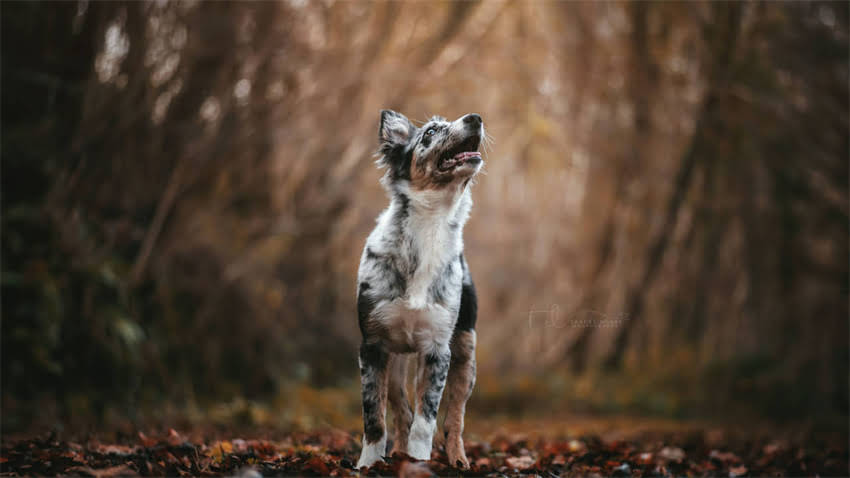 图片 拉布拉多能打猎吗？犬种特性与训练指南2.jpg
