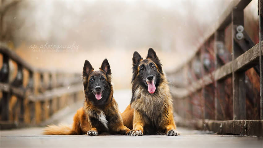 图片 拉布拉多能长到多大？成年体重、体型标准及养护建议全1.jpg