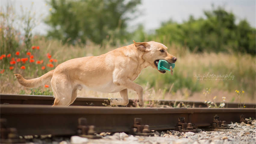 图片 拉布拉多英系VS美系对比全：性格价格饲养指南.jpg