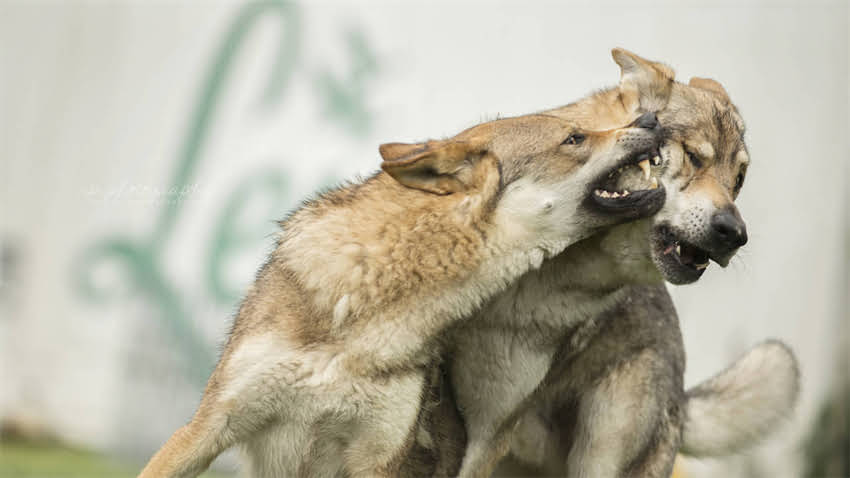 图片 拉布拉多英系VS美系对比全：性格价格饲养指南1.jpg