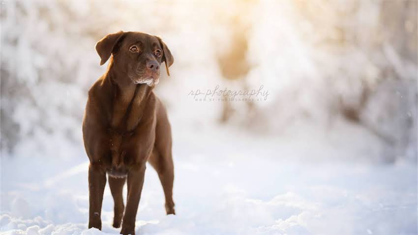 图片 拉布拉多警犬训练方法与工作职责全：选购指南与养护要点1.jpg