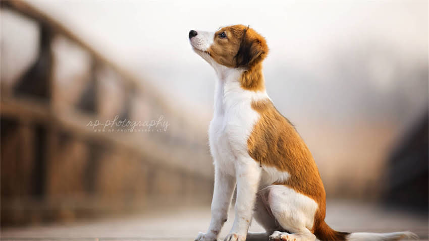 图片 拉布拉多训练全攻略：5大核心技巧+行为矫正指南（附训练视频）.jpg