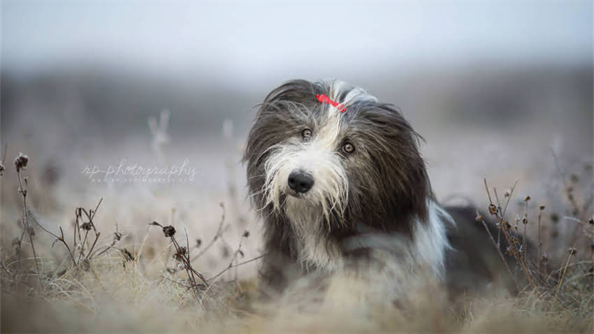 图片 拉布拉多训练全攻略：5大核心技巧+行为矫正指南（附训练视频）1.jpg