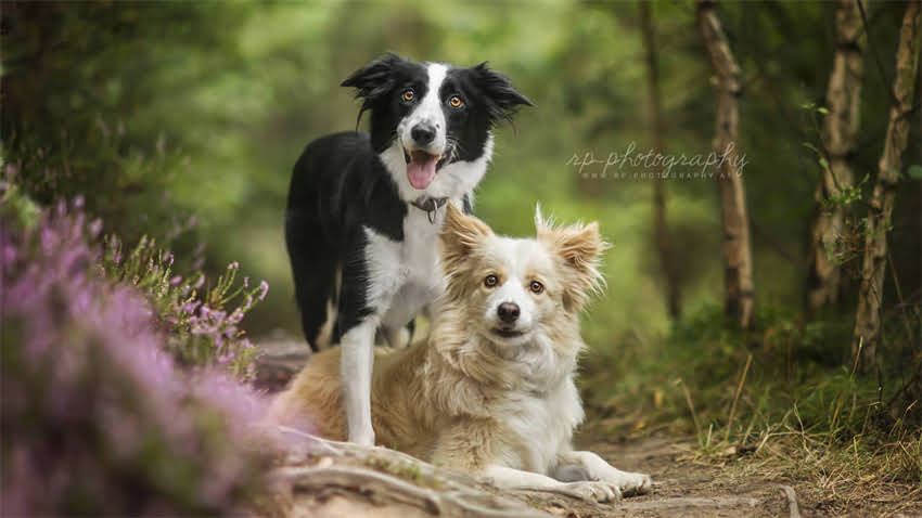 图片 拉布拉多走路扭腰怎么办？5大常见原因及科学解决方法（附诊断指南）.jpg