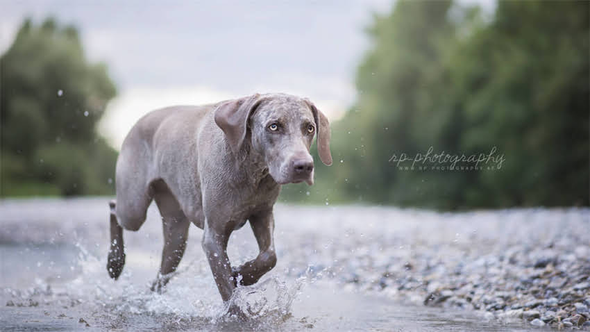 图片 拉布拉多走路扭腰怎么办？5大常见原因及科学解决方法（附诊断指南）1.jpg