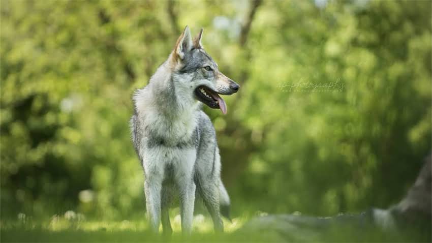 图片 拉布拉多走路扭腰怎么办？5大常见原因及科学解决方法（附诊断指南）2.jpg