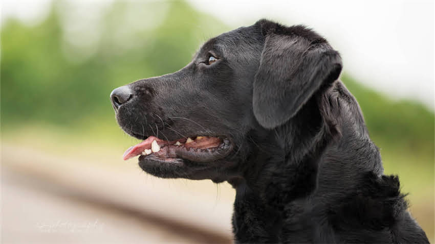 图片 拉布拉多适合的食物排行榜：10种最佳饮食指南及科学喂养方案（附食谱）（含拉布拉多饮食禁忌）.jpg