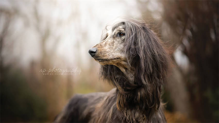 图片 拉布拉多金毛串黑色全：培育指南、性格特征与养护技巧（附血统证书模板）1.jpg