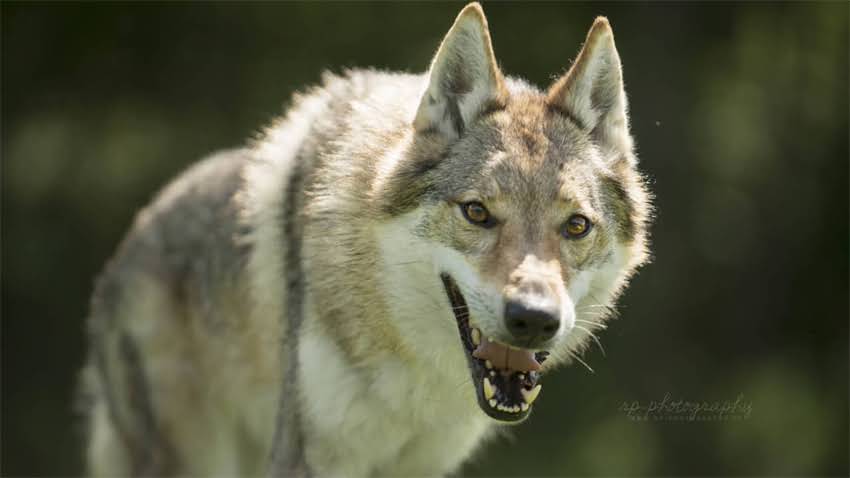 图片 拉布拉多金毛串黑色全：培育指南、性格特征与养护技巧（附血统证书模板）2.jpg