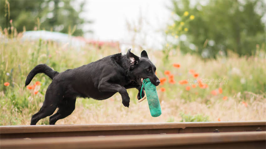 图片 拉布拉多金毛混血犬饲养全攻略：最全优缺点与训练技巧2.jpg