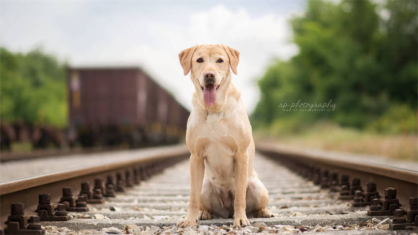 图片 拉布拉多长爪子怎么办？专业护理指南与解决方案全.jpg