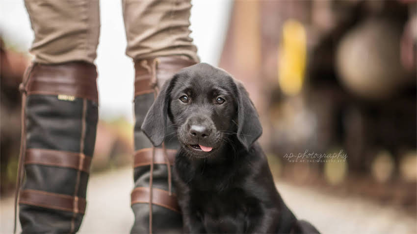 图片 拉布拉多预防癫痫的科学方法：症状识别、饲养指南与紧急处理全攻略.jpg