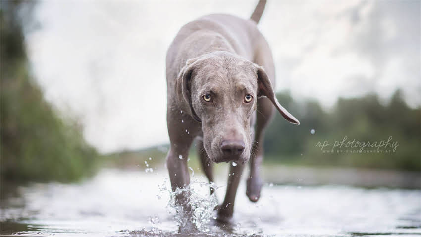 图片 拉布拉多预防癫痫的科学方法：症状识别、饲养指南与紧急处理全攻略1.jpg