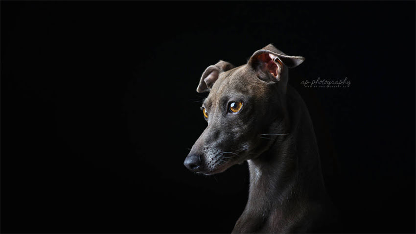 图片 拉布拉多颜色全：从经典黄到稀有银，一文了解所有毛色类型及性格特征2.jpg